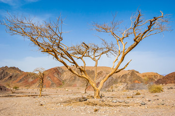 Big dead dry acacia tree with wide branches in Eilat desert