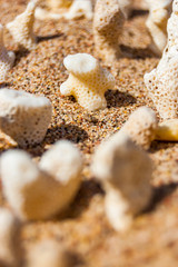 Many small white dry corals lying on the sand on Red Sea beach in Eilat, Israel