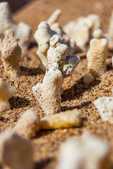 Many small white dry corals lying on the sand on Red Sea beach in Eilat, Israel