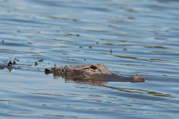 Juvenile American crocodile  - Crocodylus acutus