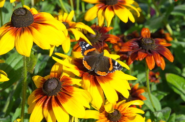 Butterfly Admiral (lat. Vanessa atalanta) on the flowers of rudbeckia