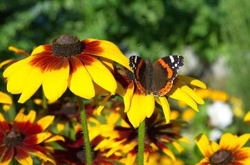 Butterfly Admiral (lat. Vanessa atalanta) on rudbeckia flower  