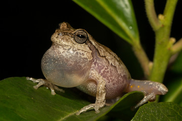Pine woods tree frog - Hyla femoralis