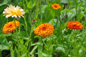 Flowering terry calendula (lat. Calendula officinalis) in the summer garden
