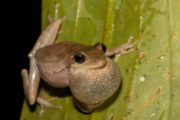 Obraz premium Pine woods tree frog - Hyla femoralis