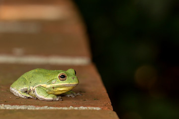 Barking tree frog on a branch - Hyla gratiosa