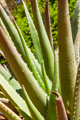 Growing Aloe Vera plants in Timna National Park in Aravah valley desert in Israel