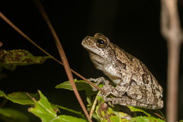 Southern gray tree frog - Hyla chrysoscelis