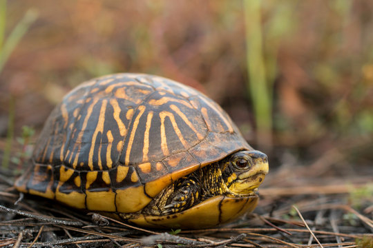 Florida box turtle - Terrapene carolina bauri