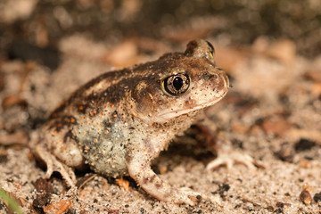 A female eastern spadefoot - Scaphiopus holbrookii