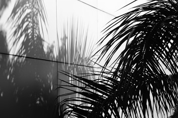 palm leaves and shadow on white wall