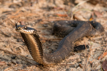 Hognosed snake - Heterodon platyrhinos