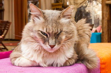 One eye stray cat lying on outdoor furniture in Eilat
