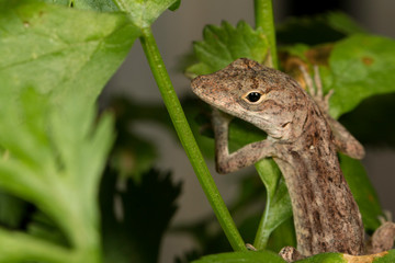 A small brown anole in a cilantro plant - Anolis sagrei