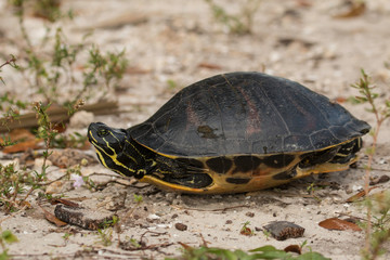 Florida Redbelly turtle - Pseudemys nelson