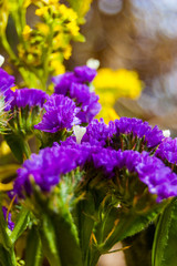 Close-up of blooming vibrant vivid violet purple flowers