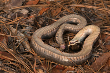 Hognosed snake playing dead - Heterodon platyrhinos
