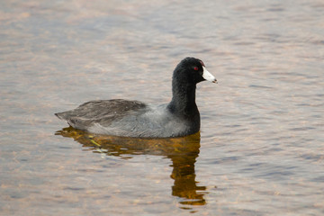 American coot - Fulica americana