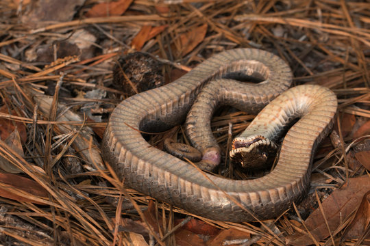 Hognosed snake playing dead - Heterodon platyrhinos