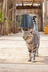 Obraz premium Gray striped street cat walking on wooden planks floor outdoors in Eilat
