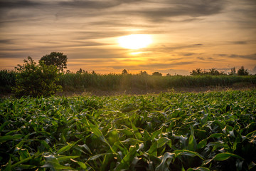 Beautiful sunset landscape nature of green field or crop farm with sunset background and warm sky cloud