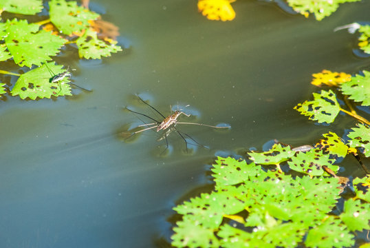 政富 桶作 Photos Images Assets Adobe Stock