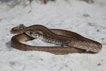 Eastern coachwhip - Masticophis flagellum
