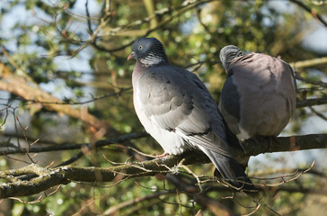 Two Woodpidgeon, Columba palumbus, perching on a tree.