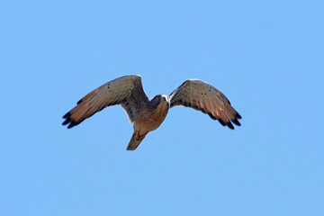 Grasshopper buzzard (Butastur rufipennis)