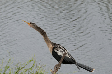 Anhinga drying its wings - Anhinga anhinga