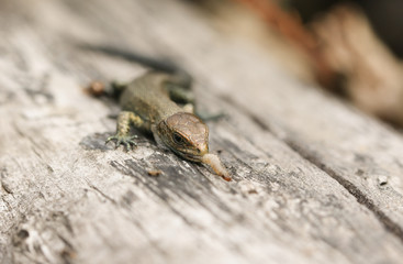A cute baby Common Lizard (Lacerta Zootoca vivipara) eating an insect on a log which it has just caught.	