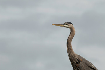 Great blue heron taking flight - Ardea herodias