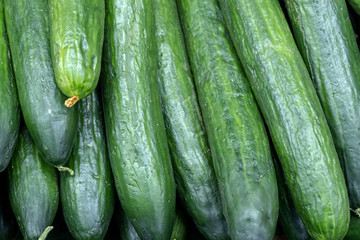 Green cucumbers on shelf in supermarket. Organic eating. Agriculture retailer. Farmer's food background of vegetables.