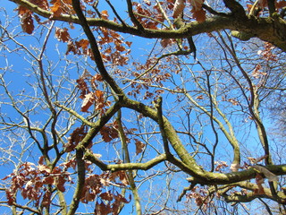 Vue abstraite arbres en Automne © grafkastudio