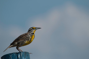 Eastern meadowlark perched on barbed wire fence - Sturnella magna