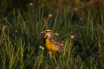 Eastern meadowlark perched on barbed wire fence - Sturnella magna