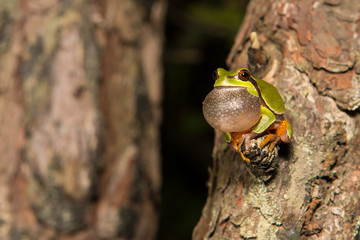 Vocalizing pine barrens tree frog - Hyla andersonii