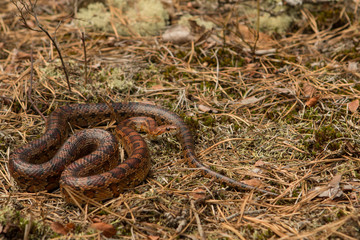 Corn snake from Okeechobee county, FL - Pantherophis guttatus