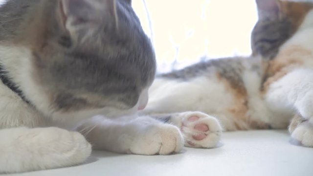 beautiful cute cat licking his paw on window sill with funny emotions on background of room. slow motion video. Cat cleaning himself lifestyle . adult cat lies on the window and licks the paws