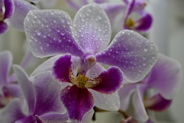 Obraz premium orchids with water drops