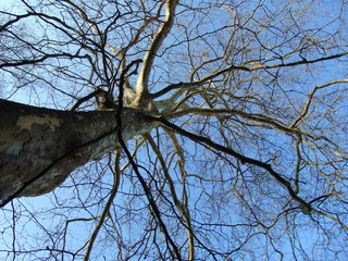 Arbre et ciel à la Citadelle de Namur