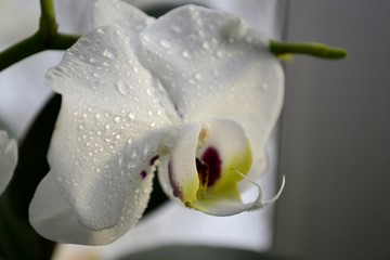 orchids with water drops