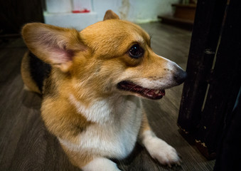 A cute Welsh corgi pembroke enjoys in a house