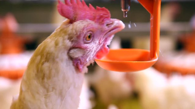 close up chicken drinking water from nipple