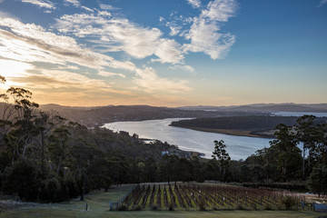 Sunset over the Tamar valley in Tasmania, Australia,  with a vineyard in the foreground