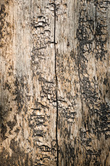 Obraz premium Surface and pattern of wood