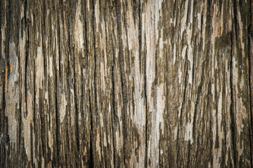 Surface and pattern of wood