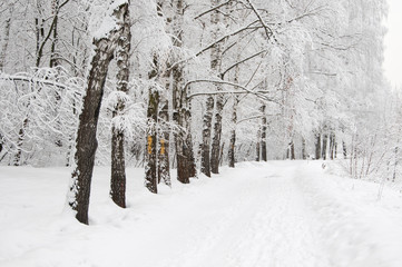 Winter landscape with a park
