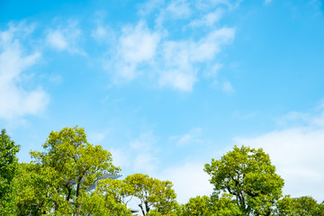 青空・新緑