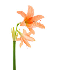 Hippeastrum or Amaryllis flower, Orange amaryllis flower isolated on white background, with clipping path